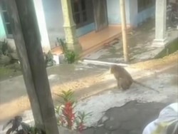 Viral 2 Warga Sambo Digigit Monyet yang Lepas Berkeliaran
