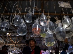 Beragam Jenis Ikan Hias dari RI Terbang ke Penjuru Dunia