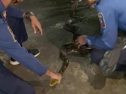 Bikin Kaget, Ular Sanca 2,5 Meter Tiba-tiba Muncul di Rumah Warga Bogor