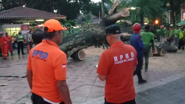 Upaya mencegah pohon tumbang itu termasuk pemangkasan, penebangan bagian yang berbahaya atau penopingan, hingga penebangan pohon yang lapuk atau sudah mati.