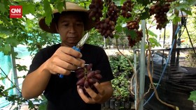 VIDEO: Budidaya Anggur Hasilkan Cuan Hingga Puluhan Juta Rupiah