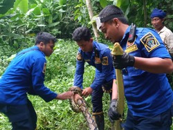 Damkar Tangkap Sanca 3 Meter di Blitar yang Diduga Baru Saja Makan Ternak