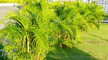 CARA MENANAM DAN MERAWAT PALEM KUNING