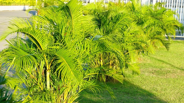 Tropical Climate, Thailand, Beauty, Gardening, Horizontal