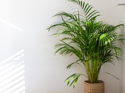 Palem Kuning, Tanaman Hias Feng Shui yang Punya Banyak Manfaat