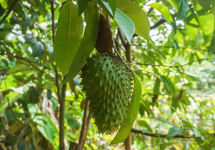Manfaat Sirsak untuk Kesehatan/ Foto: pixabay.com/najibzamri