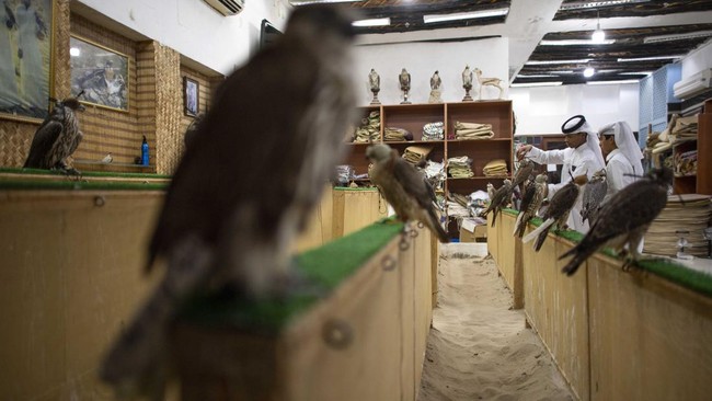 FOTO: Mengagumi Elang di Falcon Souq, Hewan Terhormat di Qatar