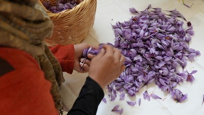 img-title FOTO: Safron Jadi Solusi Hadapi Krisis Ekonomi di Lebanon