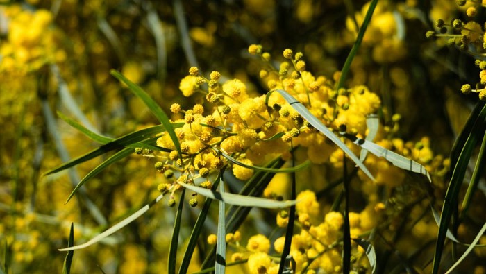 Blossoming of mimosa tree (Acacia pycnantha,  golden wattle) close up in spring, bright yellow flowers, coojong, golden wreath wattle, orange wattle, blue-leafed wattle, acacia saligna