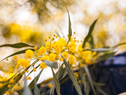 Manfaat Pohon Akasia, Bantu Hilangkan Iritasi hingga Mengurangi Lemak