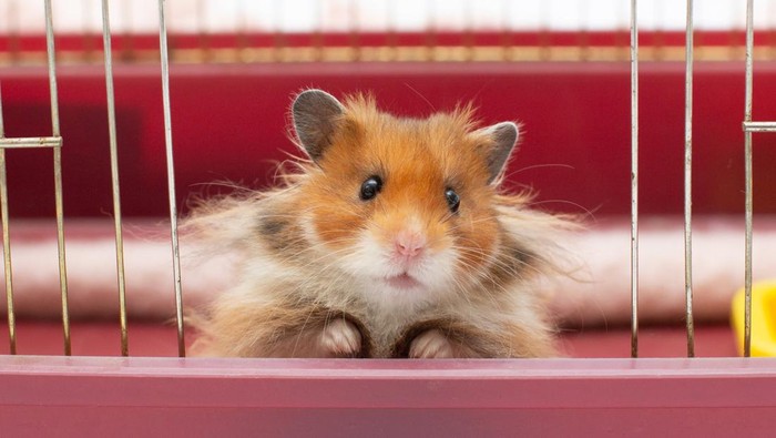Ilustrasi hamster