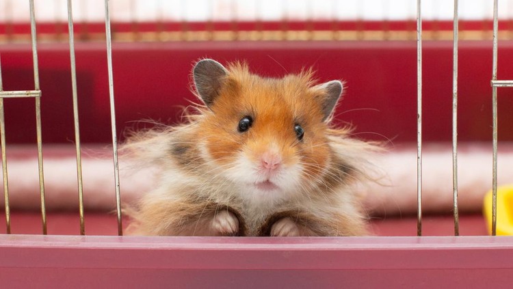 Ilustrasi hamster