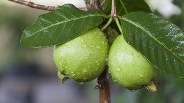 MANFAAT DAN EFEK SAMPING JAMBU KRISTAL UNTUK BUMIL