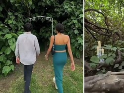 Keren! Restoran Ini Tersembunyi di Balik Pohon Ara Berusia 120 Tahun