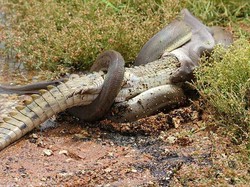Ngeri! Ternyata Begini Cara Ular Piton Mencerna Aligator dalam Perutnya
