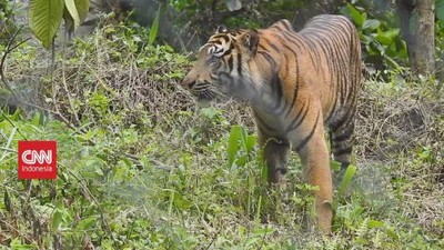 VIDEO: The Snare Of Sumatran Tiger Trade