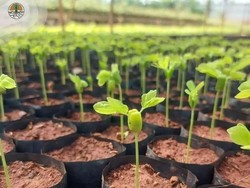 Hari Pohon Sedunia 21 November, Simak Sejarah dan Aksi Nyatanya!