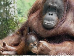 Orang Utan Hewan Terpintar di Dunia