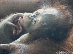 Hari Orang Utan Sedunia, Fenomena Flexing Satwa Liar Influencer Disorot