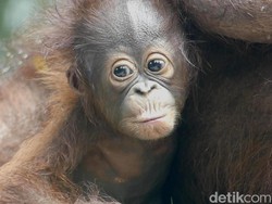 Penjual Orang Utan Dihukum 18 Bulan Penjara, Jaksa Pikir-pikir