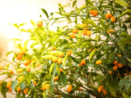 Jeruk Nagami: Manfaat, Cara Menanam, dan Merawatnya