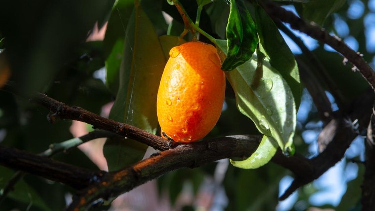 Tropical small ripe orange citrus fruits kumquats on tree, close up, ready to harvest