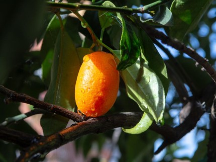 13 Tanaman Buah Pembawa Hoki Menurut Feng Shui, Coba Tanam di Kebun Rumah