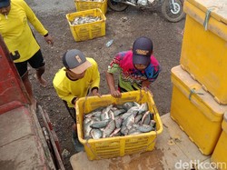 Rahasia Laris Manisnya Ikan Nila Budidaya dari Indramayu