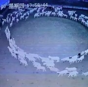 Aneh tapi Nyata! Puluhan Ekor Domba di Mongolia Berjalan Melingkar 12 Hari Tanpa Henti, Ada Apa?