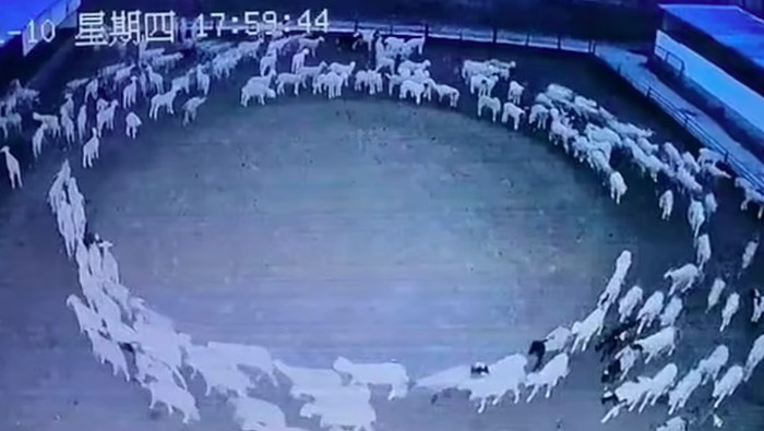 Aneh tapi Nyata! Puluhan Ekor Domba di Mongolia Berjalan Melingkar 12 Hari Tanpa Henti, Ada Apa? Aneh tapi Nyata! Puluhan Ekor Domba di Mongolia Berjalan Melingkar 12 Hari Tanpa Henti, Ada Apa?