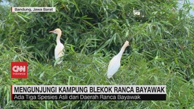 VIDEO: Mengunjungi Kampung Blekok Ranca Bayawak