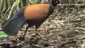 Ahli Temukan Burung Auwo di Papua Nugini, Terakhir Kali Muncul 1882