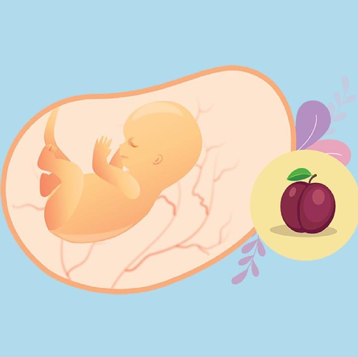 <p>Di usia kehamilan 11 minggu, organ kelamin luar bayi sudah muncul bersamaan dengan kuku dan rambut. Ukuran janin di usia kehamilan ini sudah seukuran buah plum dengan berat 7 gr dan panjang sekitar 4 cm. (Foto: HaiBunda)</p>