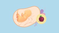 <p>Di usia kehamilan 11 minggu, organ kelamin luar bayi sudah muncul bersamaan dengan kuku dan rambut. Ukuran janin di usia kehamilan ini sudah seukuran buah plum dengan berat 7 gr dan panjang sekitar 4 cm. (Foto: HaiBunda)</p>