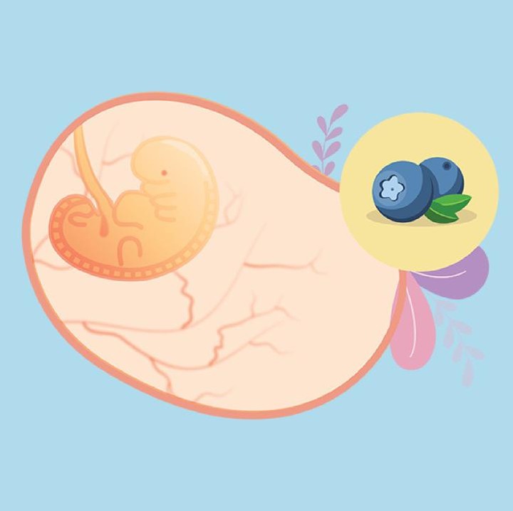 <p>Bayi Bunda di usia ke-6 minggu sudah seukuran buah blueberry. Pada minggu ini, jantung janin sudah berdetak dengan irama teratur, otak, dan organ ginjal juga sudah mulai terbentuk dan berkembang. (Foto: HaiBunda)</p>