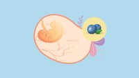 <p>Bayi Bunda di usia ke-6 minggu sudah seukuran buah blueberry. Pada minggu ini, jantung janin sudah berdetak dengan irama teratur, otak, dan organ ginjal juga sudah mulai terbentuk dan berkembang. (Foto: HaiBunda)</p>