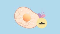 <p>Selama minggu ke-1 ini, terjadi pembuahan sel telur di tubuh ibu dan zigot menempel ke rahim. Janin baru saja terbentuk dan mulai tumbuh dari dua sel. Berat janin belum bisa ditentukan, namun ukurannya seperti chia seed kecil. (Foto: HaiBunda)</p>