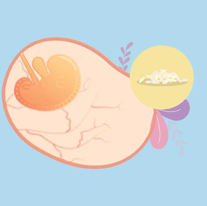 <p>Di minggu ke-5, detak jantung juga mulai muncul dan organ tubuh bayi bersiap untuk terbentuk. Ukuran janin di usia ke-5 minggu ini seperti biji padi dengan berat 1 gr dna panjang 0,1 cm. (Foto: HaiBunda)</p>