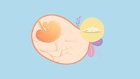<p>Di minggu ke-5, detak jantung juga mulai muncul dan organ tubuh bayi bersiap untuk terbentuk. Ukuran janin di usia ke-5 minggu ini seperti biji padi dengan berat 1 gr dna panjang 0,1 cm. (Foto: HaiBunda)</p>