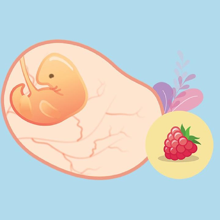 <p>Ukuran janin di usia ke-7 minggu sudah seperti buah rasberry. Berat janin sekitar 1 gr dengan panjang 0,2 cm. Di minggu ke-6, otak bayi dalam kandungan berkembang pesat dan bentuk wajah mulai terlihat di USG. (Foto: HaiBunda)</p>