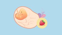 <p>Ukuran janin di usia ke-7 minggu sudah seperti buah rasberry. Berat janin sekitar 1 gr dengan panjang 0,2 cm. Di minggu ke-6, otak bayi dalam kandungan berkembang pesat dan bentuk wajah mulai terlihat di USG. (Foto: HaiBunda)</p>