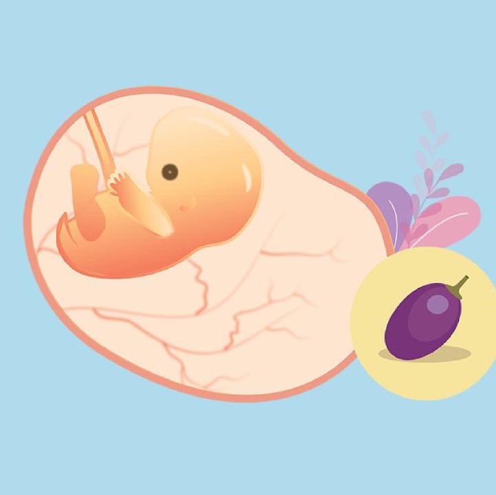 <p>Ukuran janin di usia ke-8 kehamilan seperti buah anggur dengan panjang sekitar 1,6 cm. Bentuk wakah di usia kehamilan ini sudah lebih jelas. Selain itu, mulai muncul jaringan selaput pada jari-jari tangan dan kaki bayi. (Foto: HaiBunda)</p>
