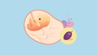 <p>Ukuran janin di usia ke-8 kehamilan seperti buah anggur dengan panjang sekitar 1,6 cm. Bentuk wakah di usia kehamilan ini sudah lebih jelas. Selain itu, mulai muncul jaringan selaput pada jari-jari tangan dan kaki bayi. (Foto: HaiBunda)</p>