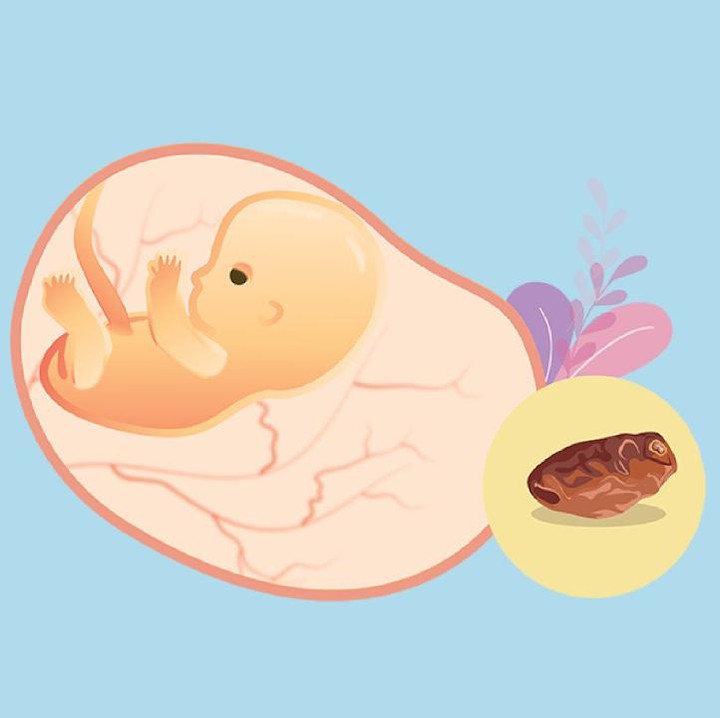 <p>Berat janin di usia 9 minggu adalah 1,9 gr dengan panjang 2,2 cm. Bentuk janin sudag seukuran buah kurma. Di usia kehamilan ini, organ reproduksi mulai terbentuk, bersamaan dengan beberapa organ kunci lainnya, seperti pankreas dan kantung empedu. (Foto: HaiBunda)</p>