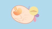 <p>Di usia 4 minggu, janin seukuran biji wijen atau berat 1 gr dan panjang 0.03 sampai 0,1 cm. Pada tahap ini, sel-sel terpisah menjadi tiga lapisan berbeda yang selanjutnya akan berkembang menjadi struktur tubuh. (Foto: HaiBunda)</p>