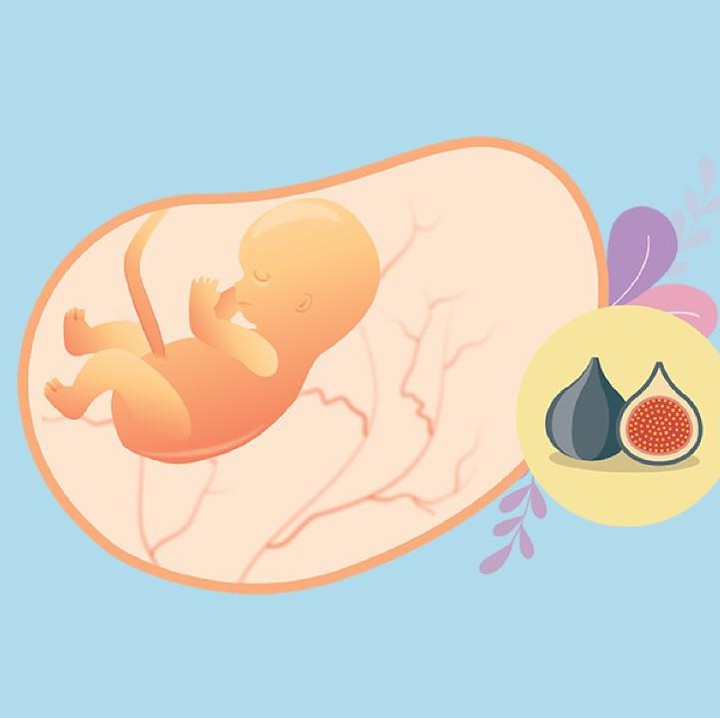 <p>Di minggu ke-10, bayi dalam kandungan sudah seukuran buah tin. Di usia ini, jari-jari tangan dan kaki bayi yang sebelumnya masih menempel, sudah terpisah dan tumbuh. (Foto: HaiBunda)</p>