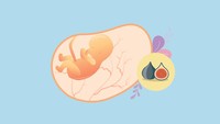 <p>Di minggu ke-10, bayi dalam kandungan sudah seukuran buah tin. Di usia ini, jari-jari tangan dan kaki bayi yang sebelumnya masih menempel, sudah terpisah dan tumbuh. (Foto: HaiBunda)</p>