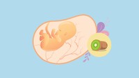 <p>Ukuran janin di usia akhir trimester pertama ini sudah mulai besar, seukuran buah kiwi. Berat janin sekitar 13 gr dan panjangnya 5,4 cm. Di usia kehamilan ini, organ janin sudah cukup terbentuk sempurna dengan tulang kerangka dan tengkorak yang mulai mengeras. (Foto: HaiBunda)</p>