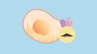 <p>Memasuki usia kehamilan 3 minggu, janin mulai terbentuk dan tubuh siap untuk berovulasi. Ovarium akan melepaskan sel telur yang sudah matang ke dalam tuba falopi. Di usia dua minggu kehamilan, ukuran dan berat janin belum bisa dibandingkan dengan suatu bentuk. Namun, ukuran pastinya mirip dengan chia seed kecil. (Foto: HaiBunda)</p>
