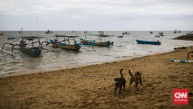 FOTO: Anjing-anjing Penjaga Pantai Sanur